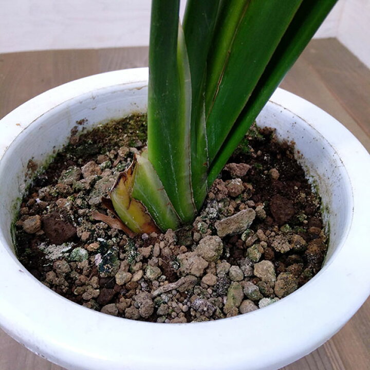 65 Off ストレリチア ユンケア 7号 最高等級 Www Anavara Com