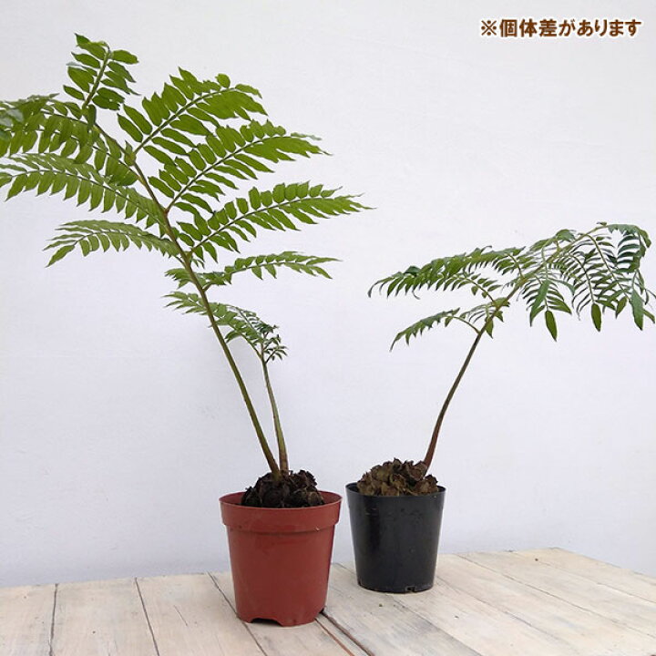 楽天市場】観葉植物/リュウビンタイ 5号 : 園芸ネット プラス