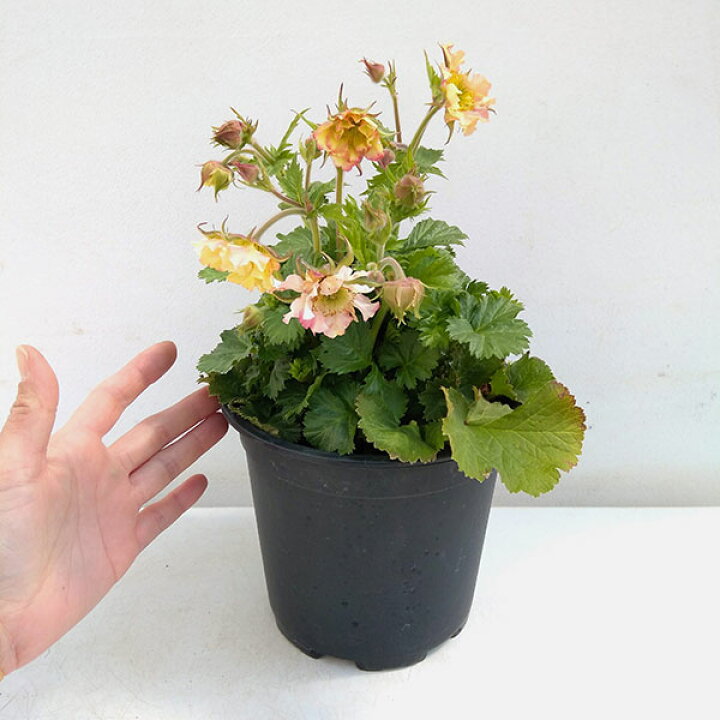 楽天市場 ゲウム 西洋ダイコンソウ プリティーコートピーチ6号鉢植え 園芸ネット プラス