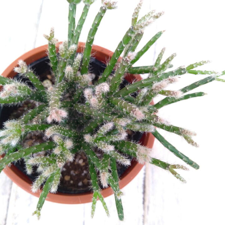 楽天市場 観葉植物 リプサリス ピロカルパ 3号 園芸ネット プラス