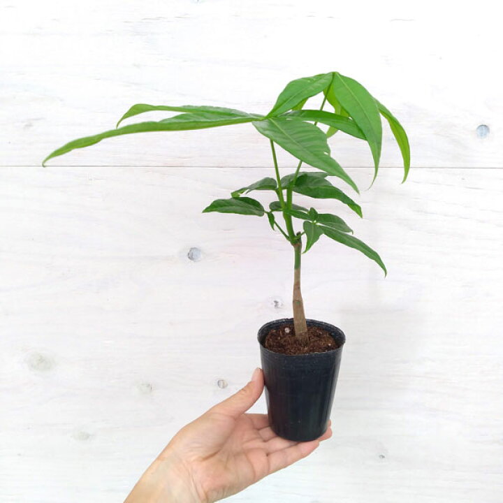 観葉植物パキラ 1苗 最大62 Offクーポン