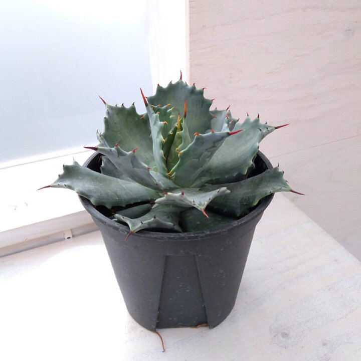 楽天市場】観葉植物/アガベ:イシスメンシス 5号22-01 : 園芸ネット プラス 楽天市場】観葉植物/アガベ:イシスメンシス 5号22-01 : 園芸ネット プラス
