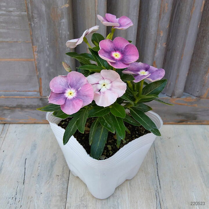 150円 最大98 オフ 草花の苗 分割シリーズ 千日紅 センニチコウ ラスベガスパープル3 150円 最大98 オフ 草花の苗 分割シリーズ 千日紅 センニチコウ ラスベガスパープル3