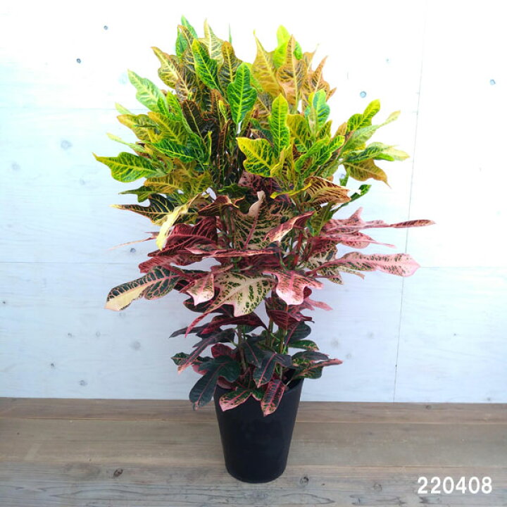 楽天市場 観葉植物 クロトン エクセレント 8号 園芸ネット プラス