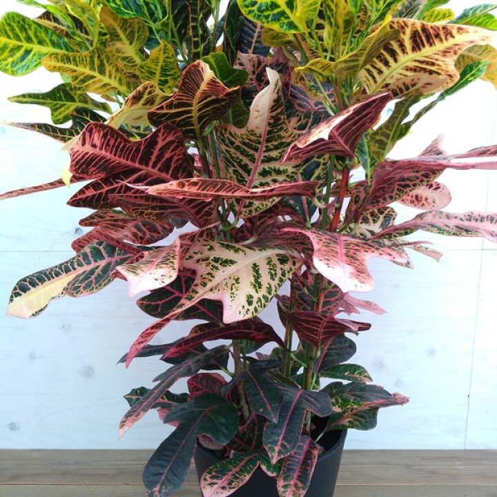 観葉植物 クロトン スクルキー4号鉢植え 最大92 Offクーポン