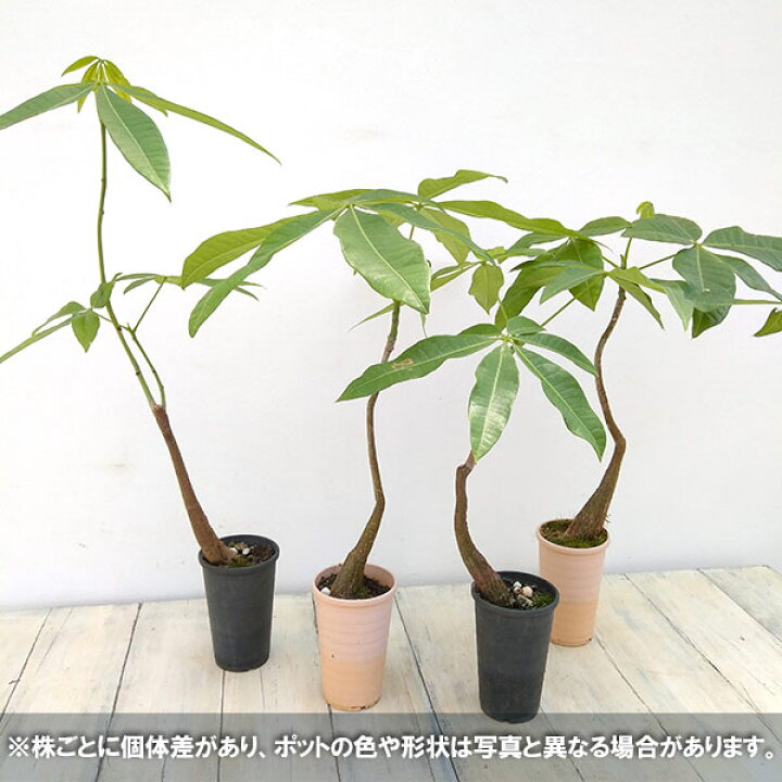 楽天市場 観葉植物 わけあり特価 パキラ 幹元ぷっくり実生苗 3号 園芸ネット プラス