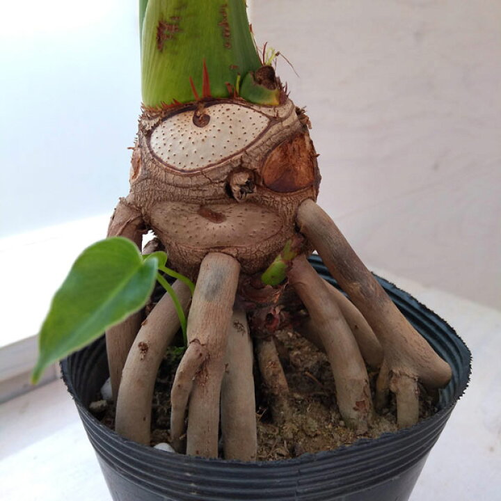 観葉植物/フィロデンドロン：セローム根上がり5号ポット （ラストです 