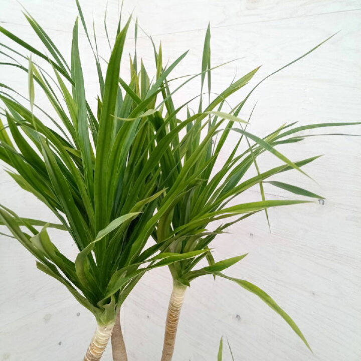 楽天市場 観葉植物 ドラセナ カンボジアーナ 7号22 01 園芸ネット プラス 楽天市場 観葉植物 ドラセナ カンボジアーナ 7号22 01 園芸ネット プラス