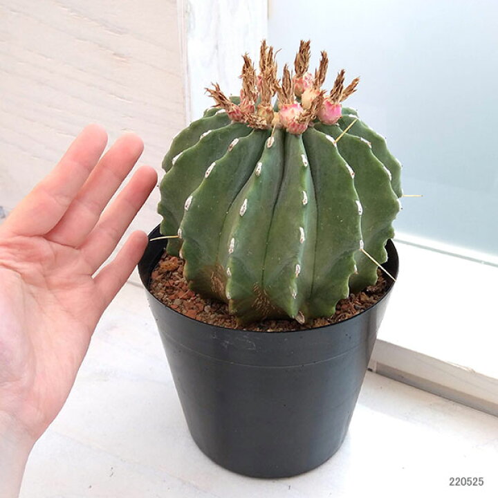 楽天市場 観葉植物 サボテン 王冠竜 5号 園芸ネット プラス