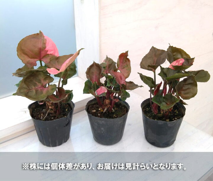 楽天市場 観葉植物 シンゴニウム ピンクジュエル 3号 園芸ネット プラス