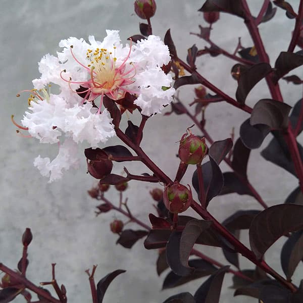 花木 庭木の苗 サルスベリ（百日紅）：ブラックリーフダイヤモンド ピュアホワイト6号ポット 通販