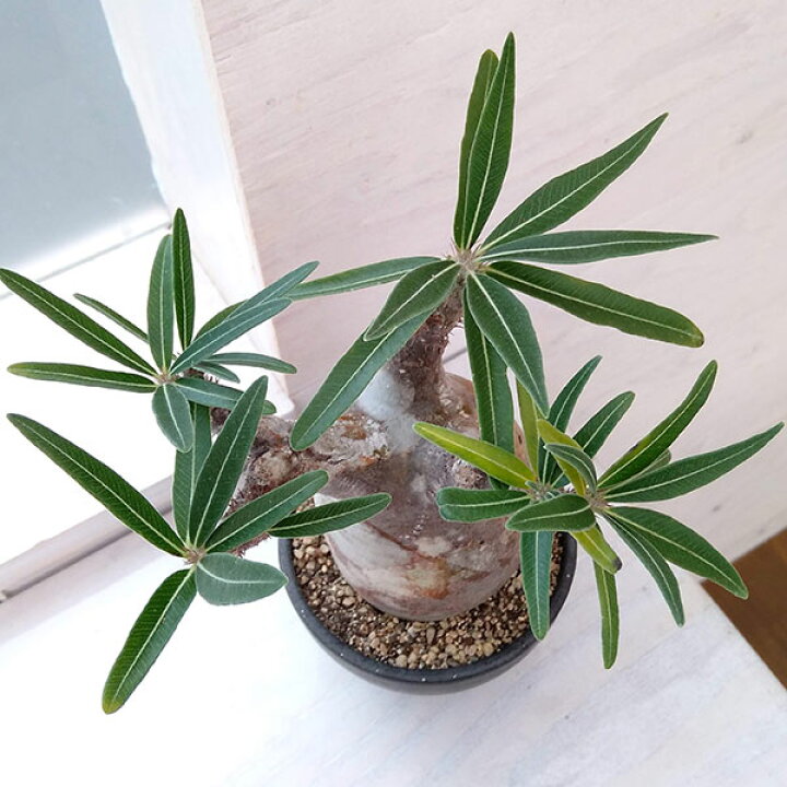 楽天市場】観葉植物/パキポディウム：グラキリス（発根済み・現地球 