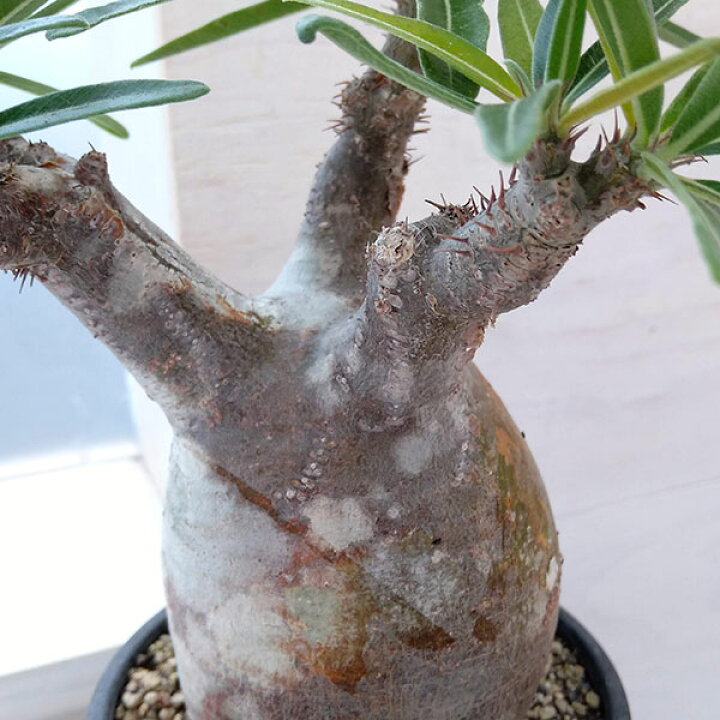楽天市場】観葉植物/パキポディウム：グラキリス（発根済み・現地球 