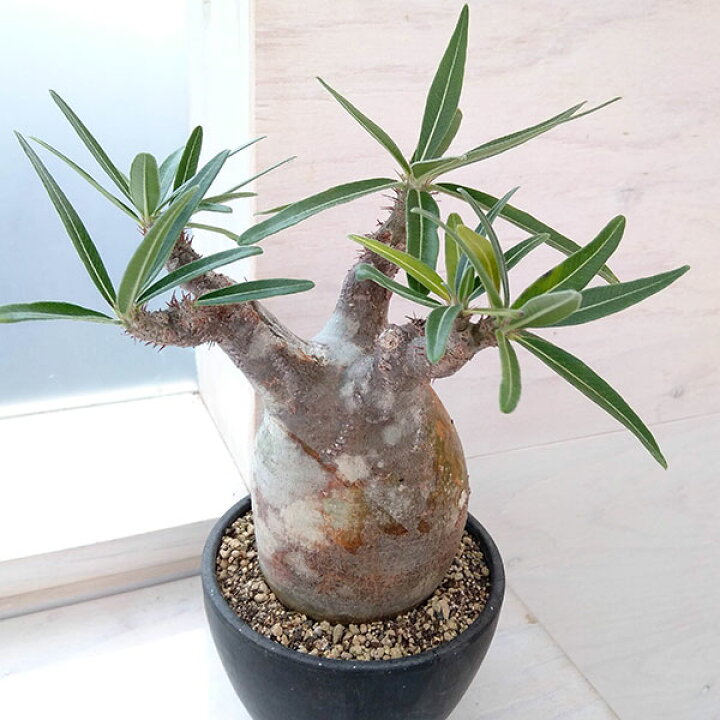 楽天市場】観葉植物/パキポディウム：グラキリス（発根済み 