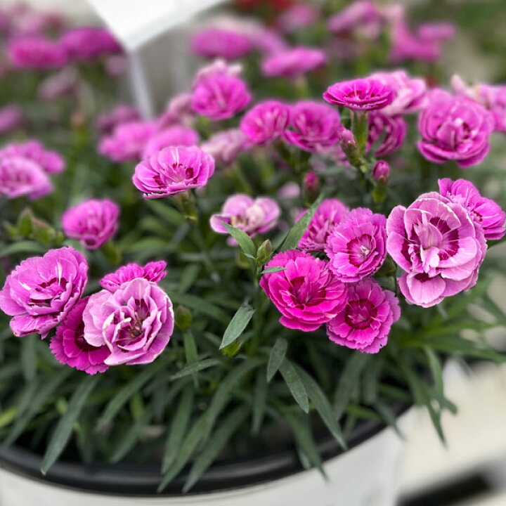 楽天市場】草花の苗/（わけあり特価）[アーリーサマーセール]ダイアン 