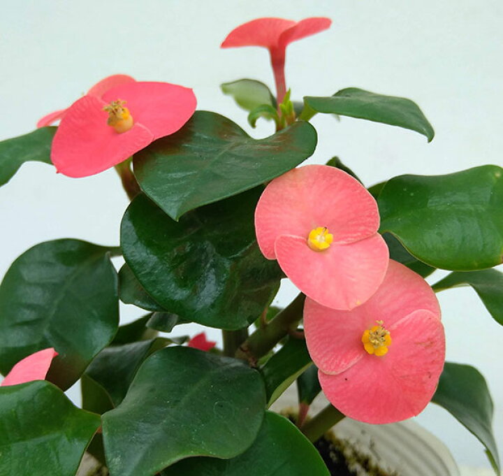 楽天市場 観葉植物 トゲ無しハナキリン 花キリン レッドスマイル2 5号ポット 園芸ネット プラス