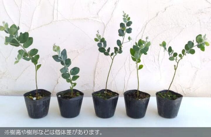 楽天市場 花木 庭木の苗 人気のアカシア小苗3種セット ブルーブッシュ 三角葉 パール 園芸ネット プラス