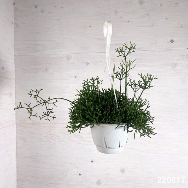 楽天市場 観葉植物 リプサリス ケレウスクラ 5号吊り鉢 園芸ネット プラス 楽天市場 観葉植物 リプサリス ケレウスクラ 5号吊り鉢 園芸ネット プラス
