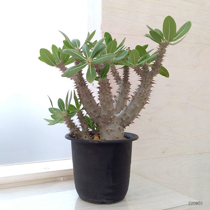 楽天市場】観葉植物/パキポディウム：ロスラーツム 5号22-02 : 園芸  