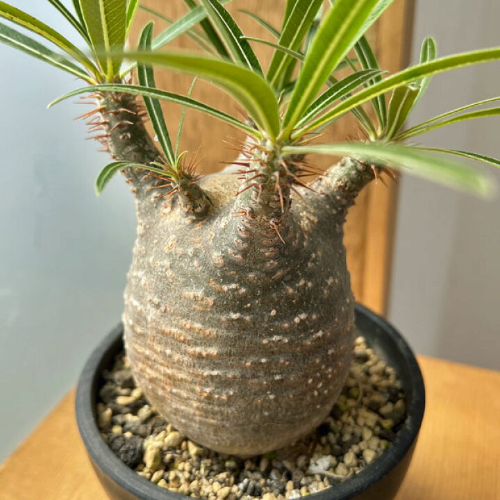 楽天市場】観葉植物/パキポディウム：グラキリス（発根済み株）3.5号 