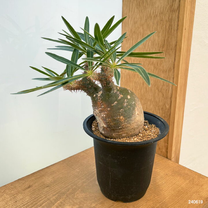 楽天市場】観葉植物/[ザ・ファームセレクト][送料無料]パキポディウム 