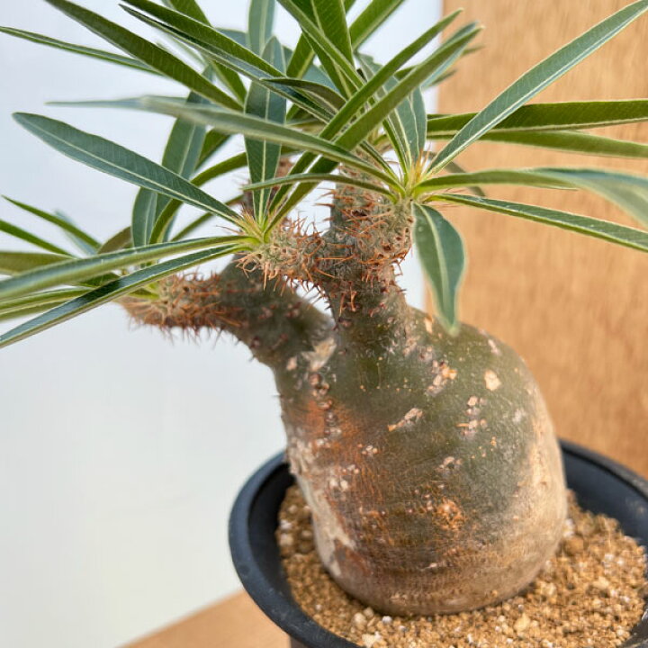 楽天市場】観葉植物/パキポディウム：グラキリス（緑肌・発根済み株）4  