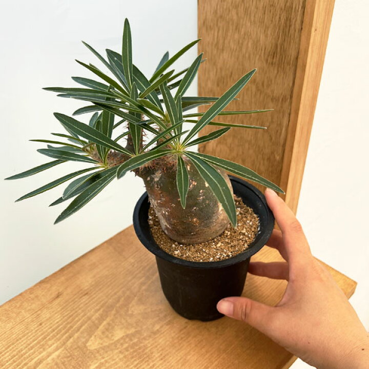 楽天市場】観葉植物/[アーリーサマーセール]パキポディウム 