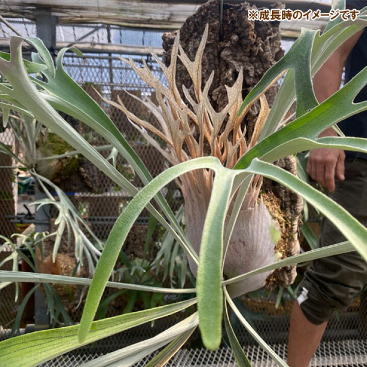 楽天市場】観葉植物/ビカクシダ（コウモリラン）： ベイチー ワイルド  