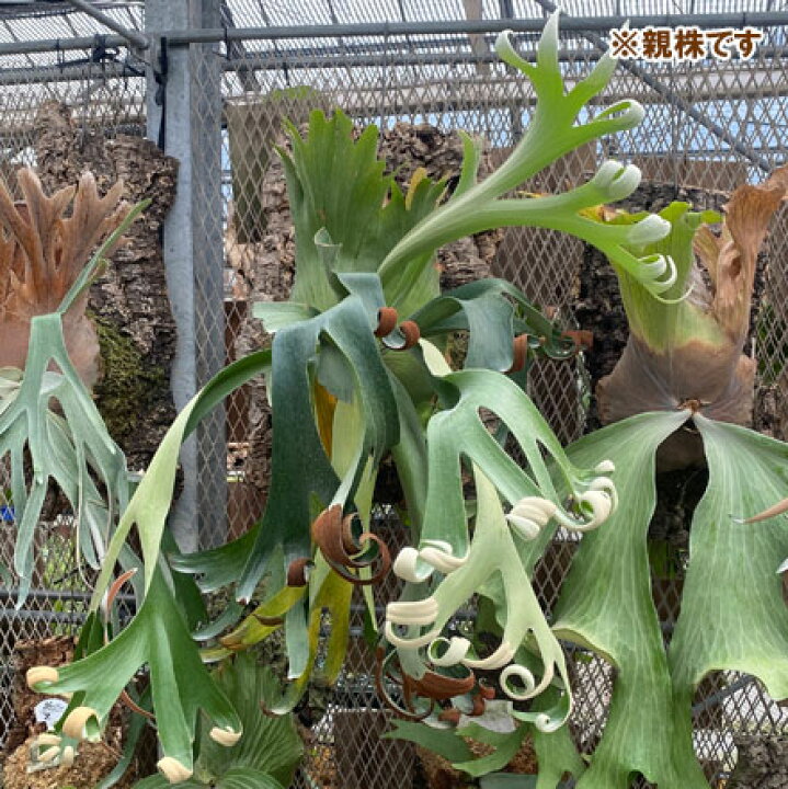 楽天市場】観葉植物/[送料無料]ビカクシダ（コウモリラン 