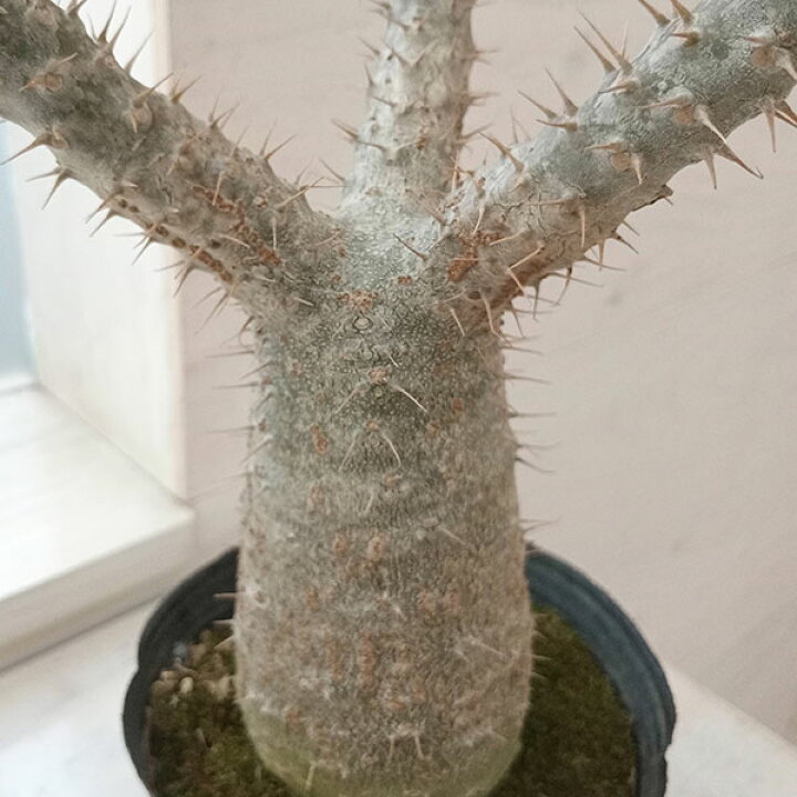 楽天市場】観葉植物/パキポディウム：グラキリス4号（国内実生株） 22 