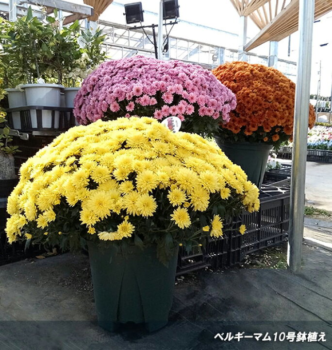 楽天市場 わけあり特価 ベルギーマム ムラーノイエロー10号鉢植え 園芸ネット プラス