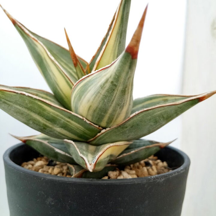 楽天市場】観葉植物/[ザ・ファームセレクト][送料無料]サンセベリア  