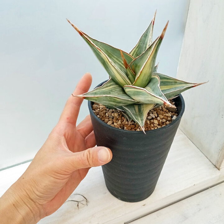 楽天市場】観葉植物/[ザ・ファームセレクト][送料無料]サンセベリア 