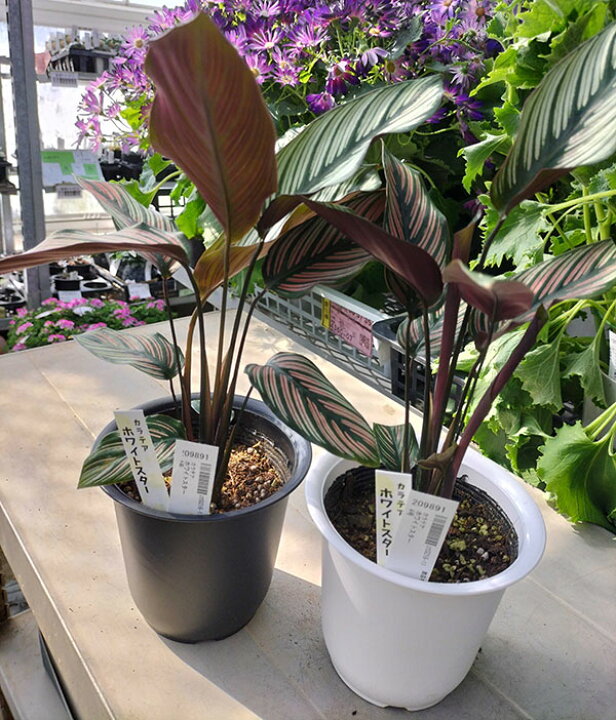 楽天市場】観葉植物/カラテア：ホワイトスター 4号鉢植え : 園芸ネット 