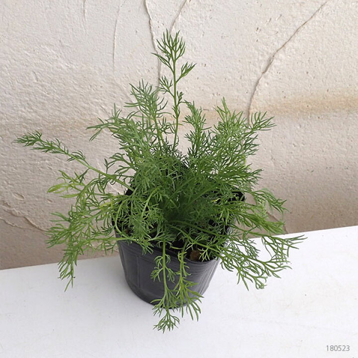 楽天市場 ハーブの苗 カモミール ジャーマンカモミール3号ポット2株セット 園芸ネット プラス