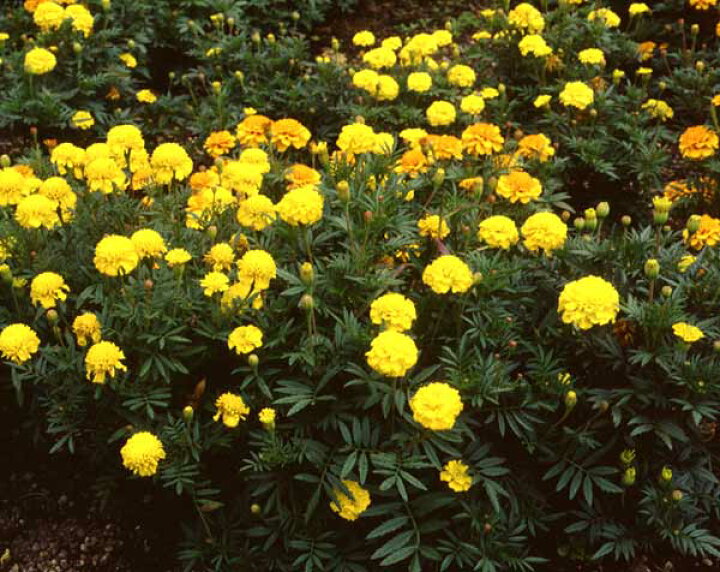 楽天市場 マリーゴールド アフリカントール0g 4 6月まき タネ 園芸ネット プラス
