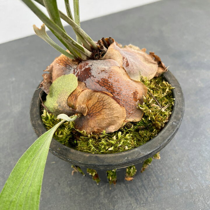 楽天市場】観葉植物/ビカクシダ（コウモリラン）：バイーア 斑入り 