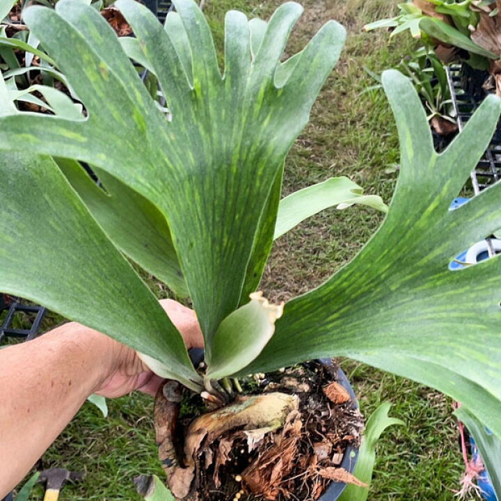 楽天市場】観葉植物/ビカクシダ（コウモリラン）：バイーア 斑入り 