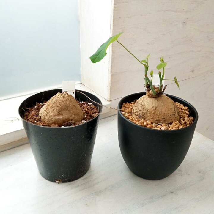 楽天市場 観葉植物 ステファニア4号鉢2種セット 園芸ネット プラス