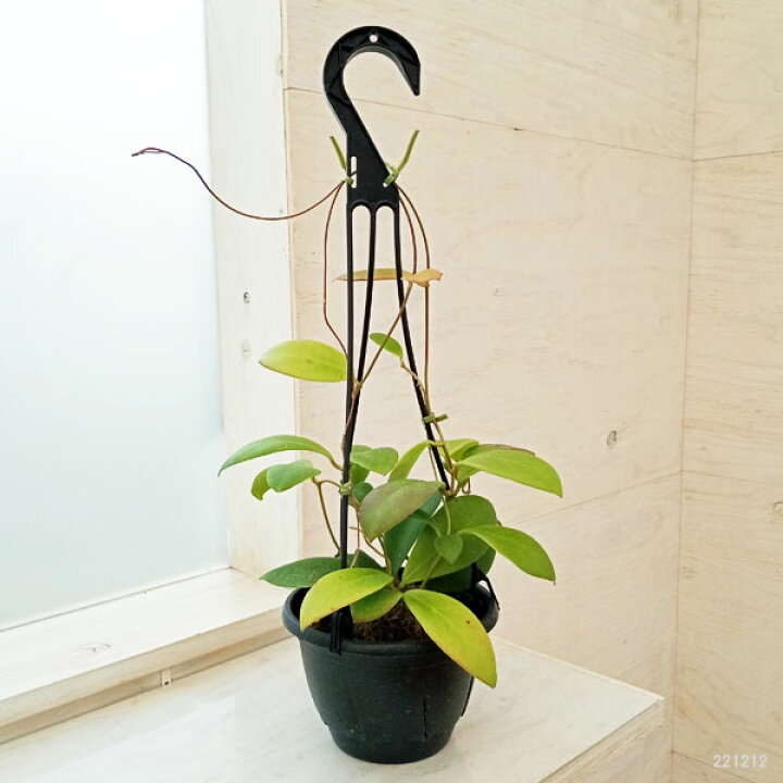 楽天市場】観葉植物/ホヤ：ミンドレンシス ピンク 5号吊り鉢 : 園芸 