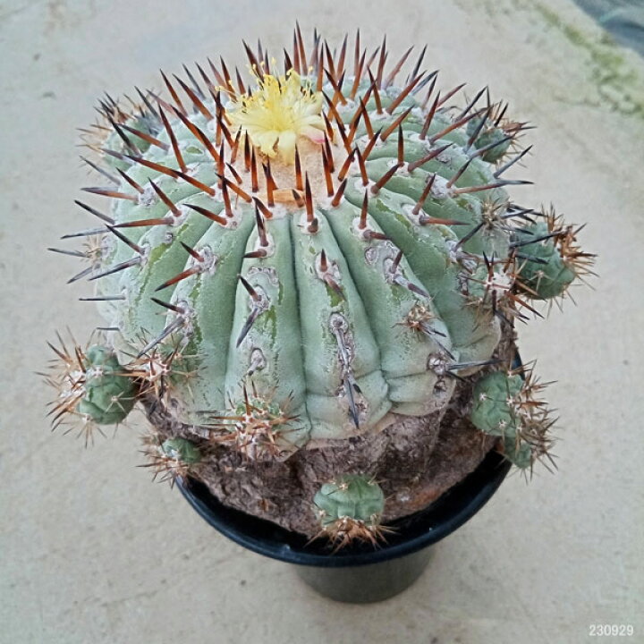 楽天市場】観葉植物/[ザ・ファームセレクト][送料無料]コピアポア：黒  