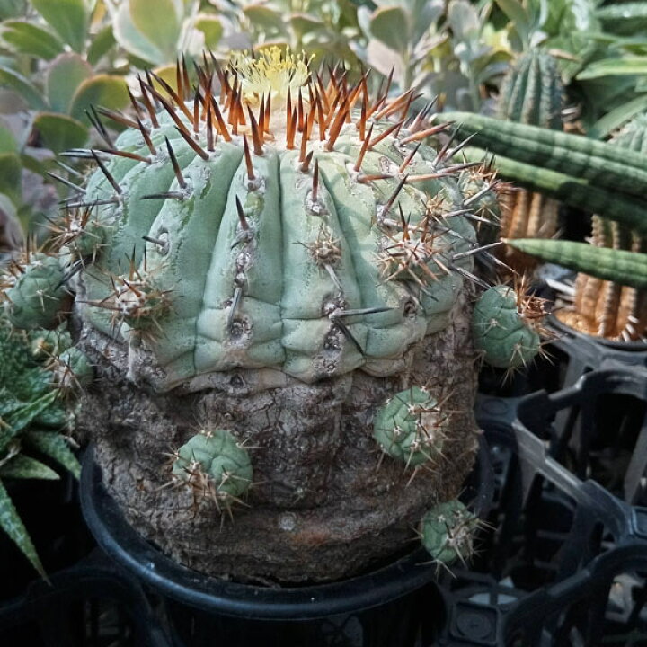 黒王丸セット販売 鉢つき （楽天市場】観葉植物/[ザ・ファームセレクト 