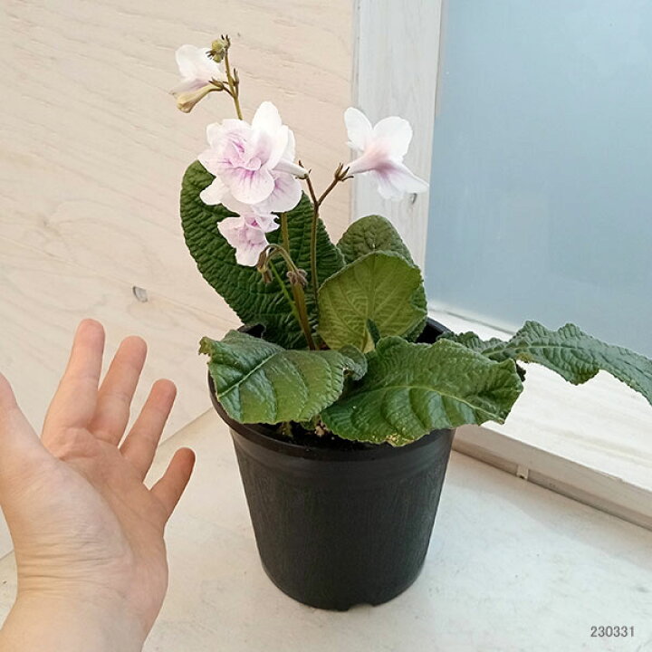 楽天市場】ストレプトカーパス：マチルダ5号鉢植え : 園芸ネット プラス ストレプトカーパス(マチルダ)