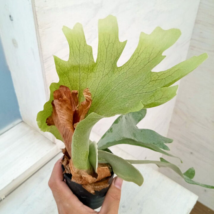楽天市場】観葉植物/ビカクシダ（コウモリラン）：ウィリンキー ワイド 