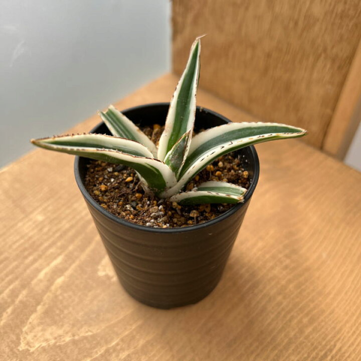 楽天市場】観葉植物/（わけあり特価）アガベ：氷山（ビクトリアレギネ 