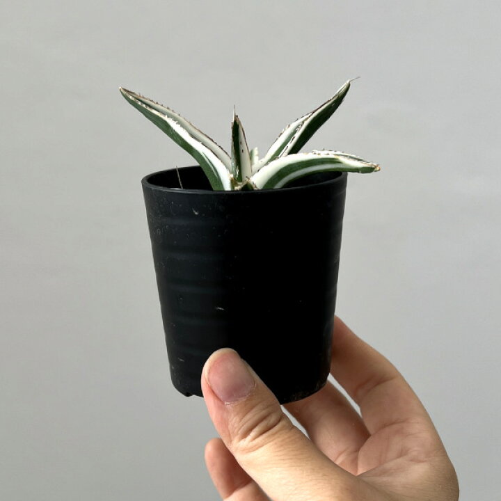 楽天市場】観葉植物/（わけあり特価）アガベ：氷山（ビクトリアレギネ 