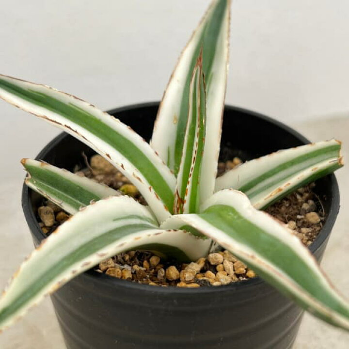 楽天市場】観葉植物/（わけあり特価）アガベ：氷山（ビクトリアレギネ 