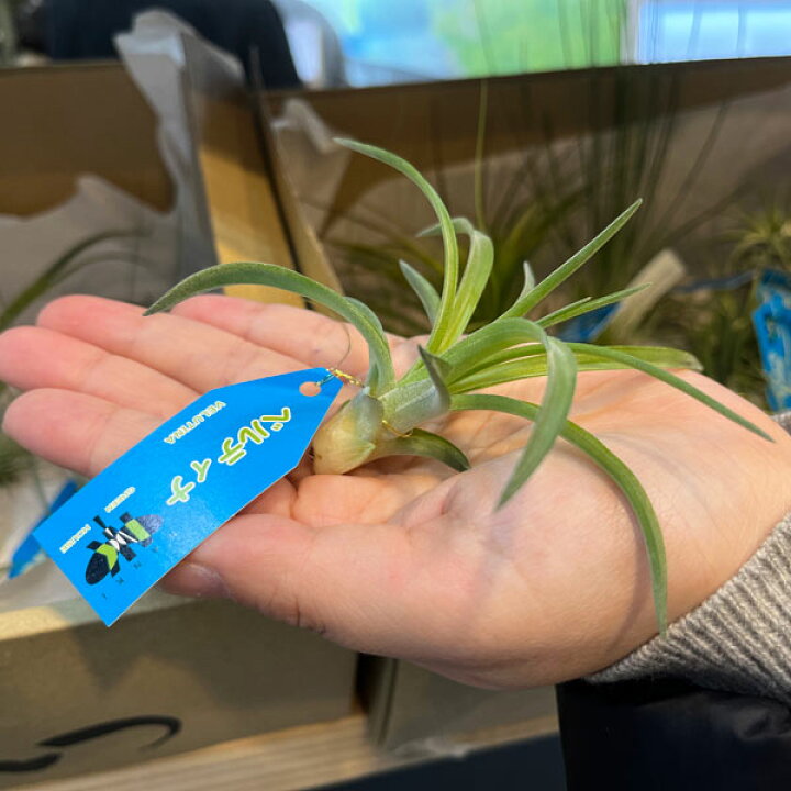 楽天市場】観葉植物/[送料無料]エアプランツ（チランジア） Sサイズ 