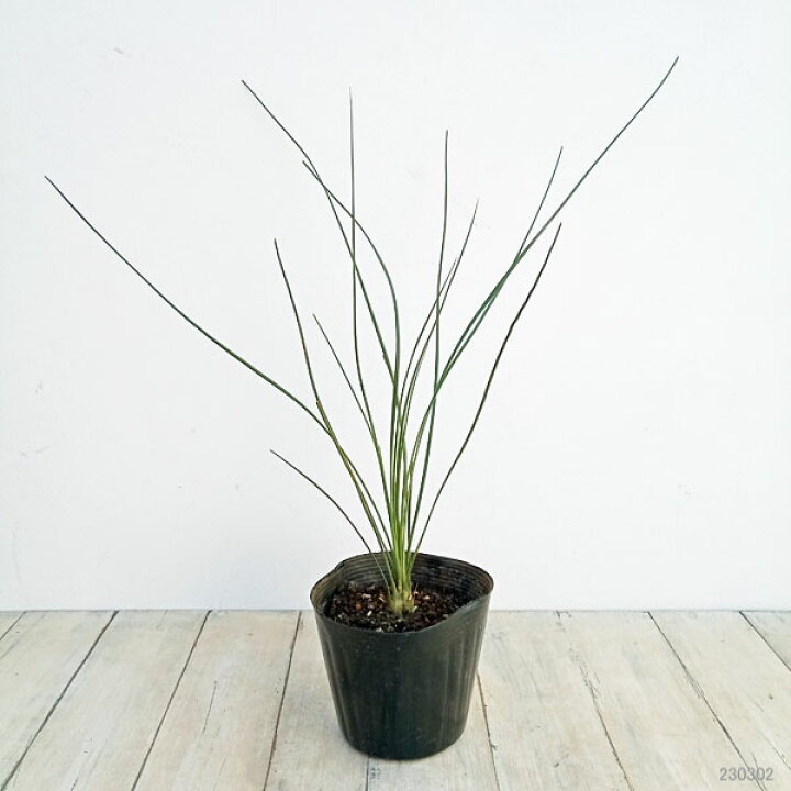 楽天市場】観葉植物/（わけあり特価）ダシリリオン ロンギッシマム5号  