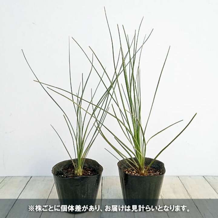 楽天市場】観葉植物/（わけあり特価）ダシリリオン ロンギッシマム5号  
